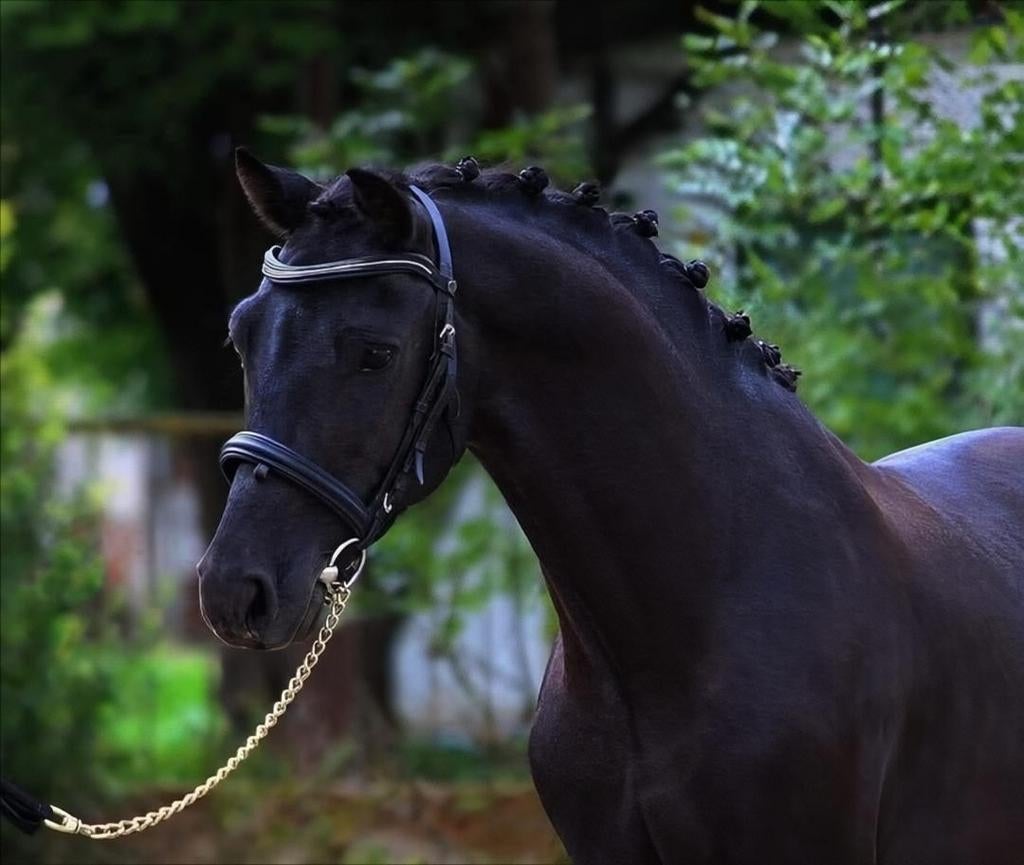 ☘️️D-PONY🐴RUIN📏145 super mooi werkwillig sportpony️ 5jaar☘, Dieren en Toebehoren, Pony's, Ruin, B, Gechipt, 3 tot 6 jaar