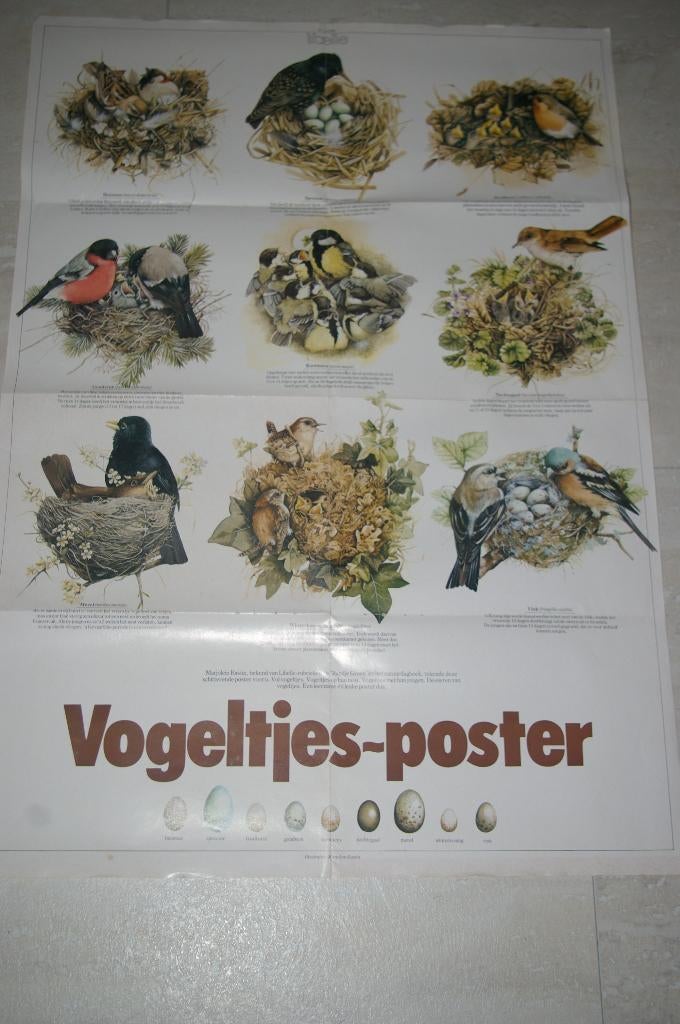 Vogeltjes-poster van Marjolein Bastin uit 981, Ophalen of Verzenden, A1 t/m A3, Dier of Natuur