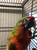 schamrock ara man x miligold ara pop, Meerdere dieren, Papegaai, Geringd