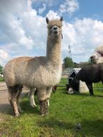 Drachtige bonte alpaca, Dieren en Toebehoren, Mei, Vrouwelijk