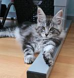 Black Zilver Tabby Blotched kater met stamboom, Kater, Met stamboom, 0 tot 2 jaar