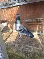 Duiven, Meerdere dieren, Postduif