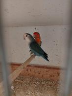 Broedkoppel Agapornis roseicollis, Meerdere dieren, Dwergpapegaai of Agapornis, Geringd