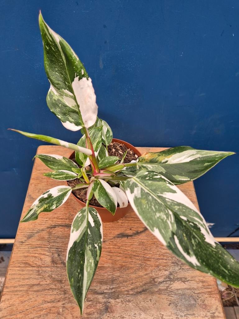 Philodendron White Princess p12 (4), Ophalen of Verzenden, Halfschaduw, Minder dan 100 cm