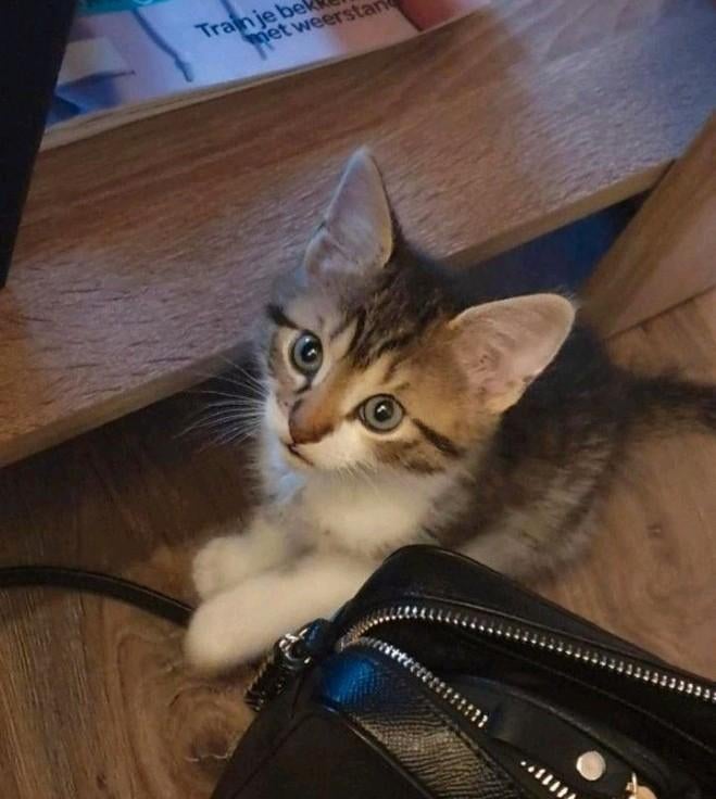 Nog 3 lieve kittens beschikbaar💥, Dieren en Toebehoren, Meerdere dieren, Kortharig, 0 tot 2 jaar