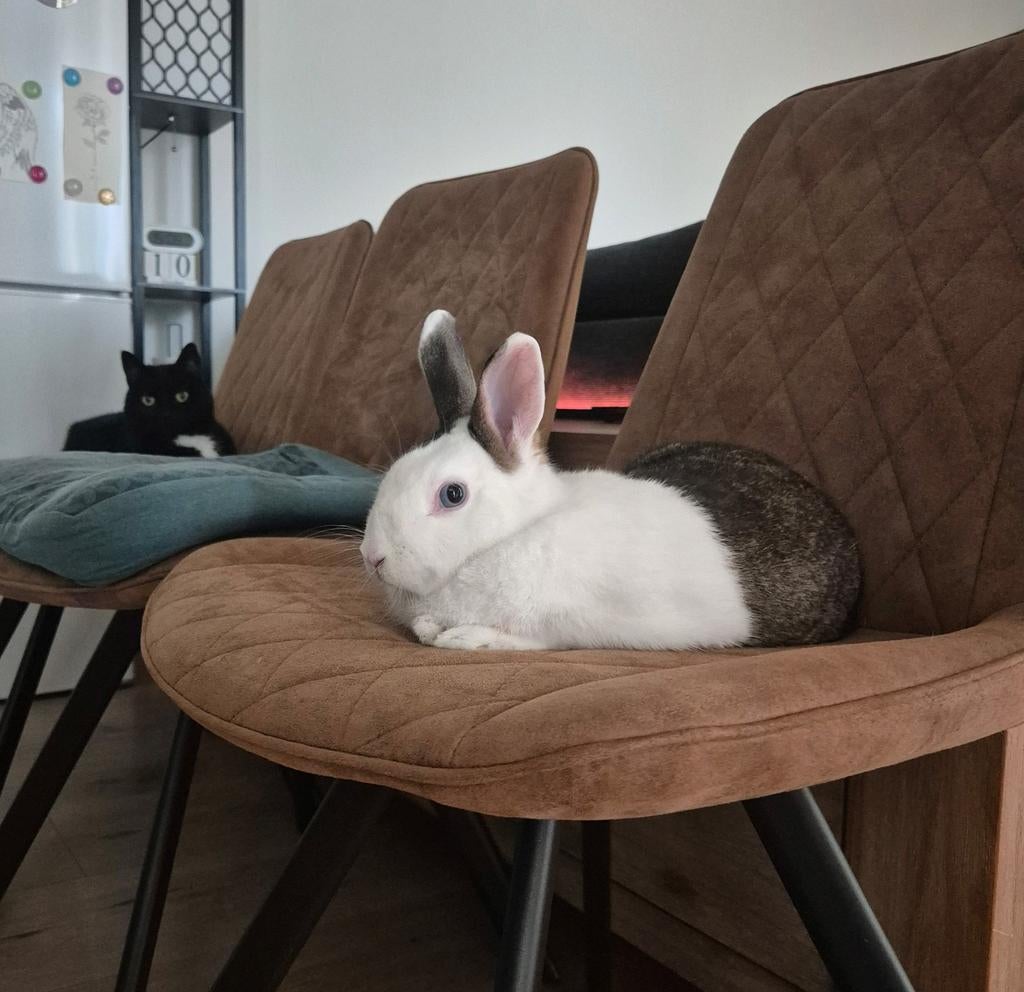 Lief dwergkonijn, Dieren en Toebehoren, Konijnen, Mannelijk, Middelgroot, 0 tot 2 jaar