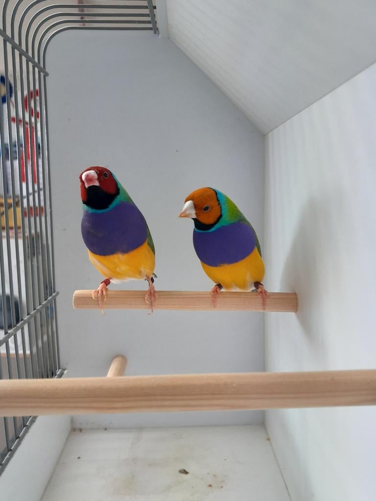 Diverse koppels mooie gouldamadines, Dieren en Toebehoren, Vogels | Overige Vogels, Meerdere dieren