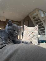 Britse korthaar kittens poesjes, Dieren en Toebehoren, Katten en Kittens | Raskatten | Korthaar, Poes, Ontwormd