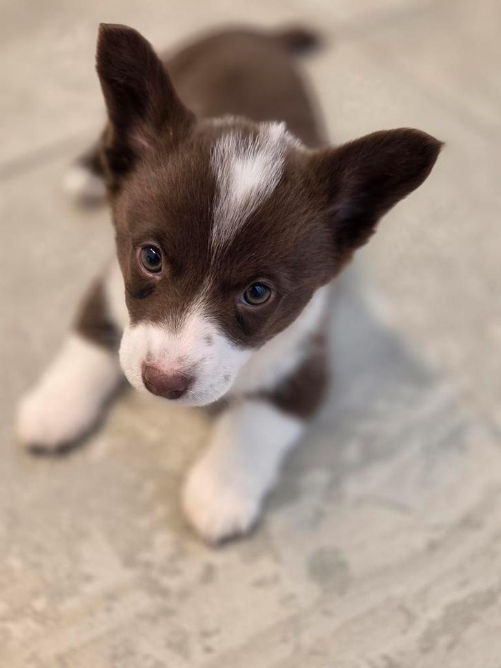 Welsh Corgi cardigan, Dieren en Toebehoren, Honden | Herdershonden en Veedrijvers, Meerdere dieren, Herder, Fokker | Hobbymatig