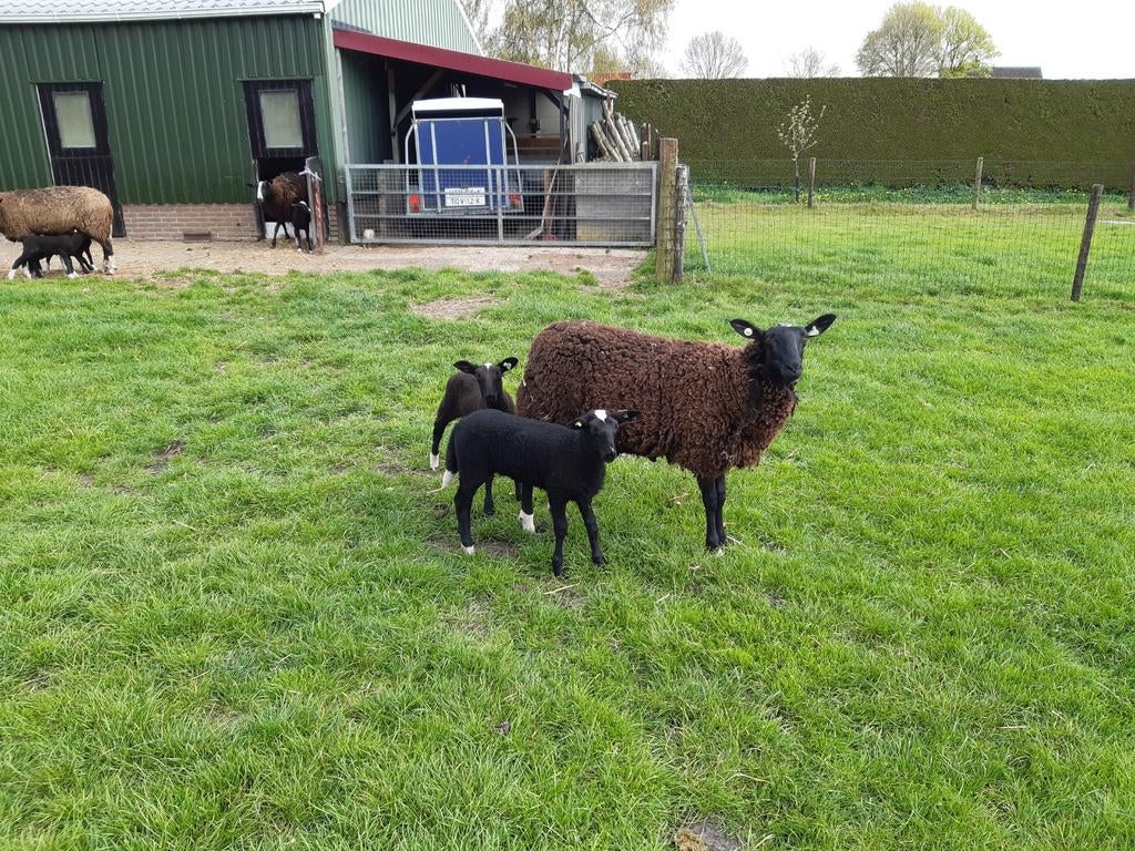 Te koop zwartbles schaap met een ooi en ram lam., Dieren en Toebehoren, Vrouwelijk, Schaap