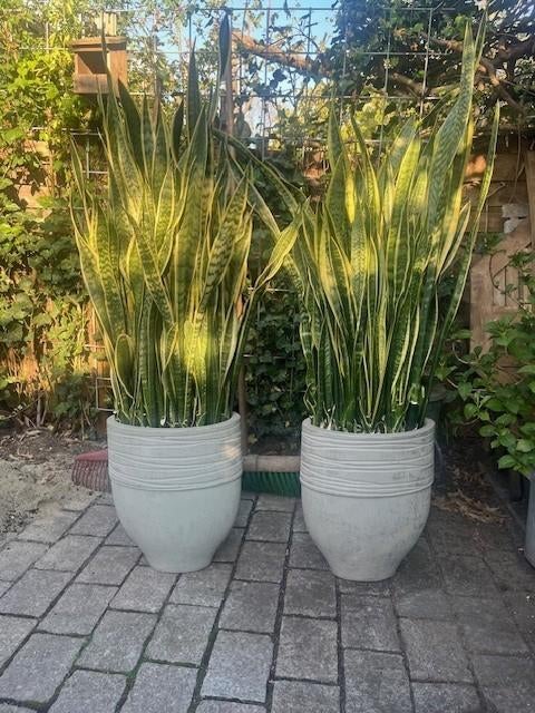 gratis ophalen 2x  kamerplant incl mooie pot, Huis en Inrichting, Kamerplanten, Ophalen, Halfschaduw, In pot, Minder dan 100 cm