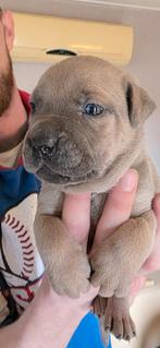 Cane Corso/Rottweiler mix pups (denk om grote zware honden), Overige rassen, 8 tot 15 weken, Parvo, Meerdere