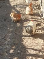 Cochin trio 2 hennetjes en een haan, Dieren en Toebehoren, Pluimvee, Meerdere dieren, Kip