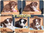 Lieve ondernemende Border Collie pups, Reu, 8 tot 15 weken, Collie, Meerdere
