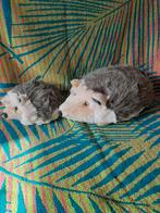 Egel knuffels. Egel met jong. Helemaal nieuw., Ophalen of Verzenden, Nieuw, Overige typen