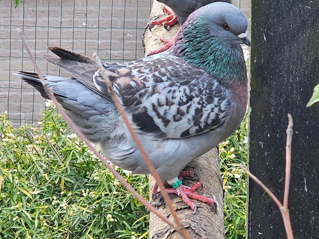 Koppel kingduiven, Dieren en Toebehoren, Vogels | Duiven, Meerdere dieren, Overige soorten