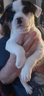 Lieve hondjes ze zijn van 6 januari ze zijn gechipt geënt, Overige rassen, 8 tot 15 weken, Meerdere, Meerdere dieren