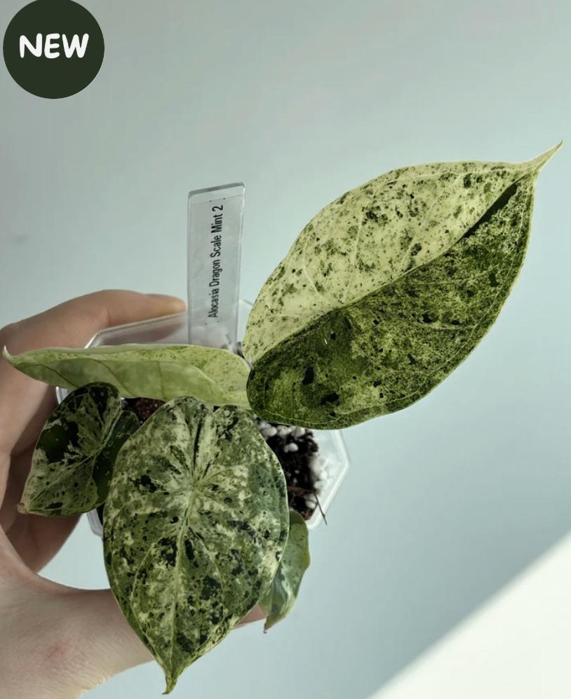 Alocasia Dragon Scale Mint Variegated #2, Ophalen of Verzenden, Halfschaduw, Minder dan 100 cm