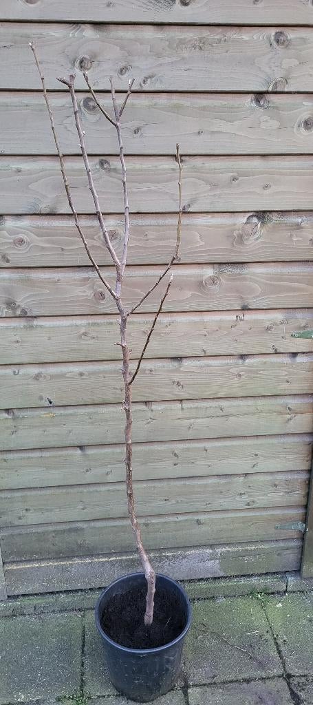 Perenboom, Ophalen, Lente, Volle zon, 100 tot 250 cm