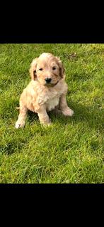 Nog drie  medium Labradoodles te koop, Dieren en Toebehoren, Honden | Niet-rashonden, Parvo, 8 tot 15 weken, Meerdere, Meerdere dieren