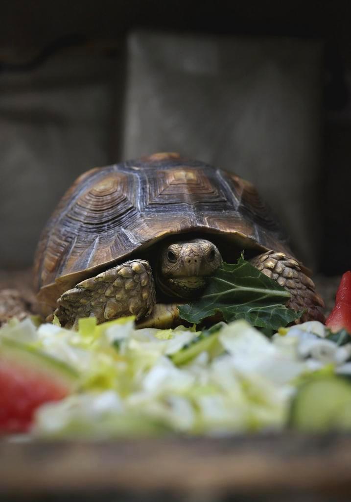 Sulcata schildpad Tortoise - unknown for sale from inkoop