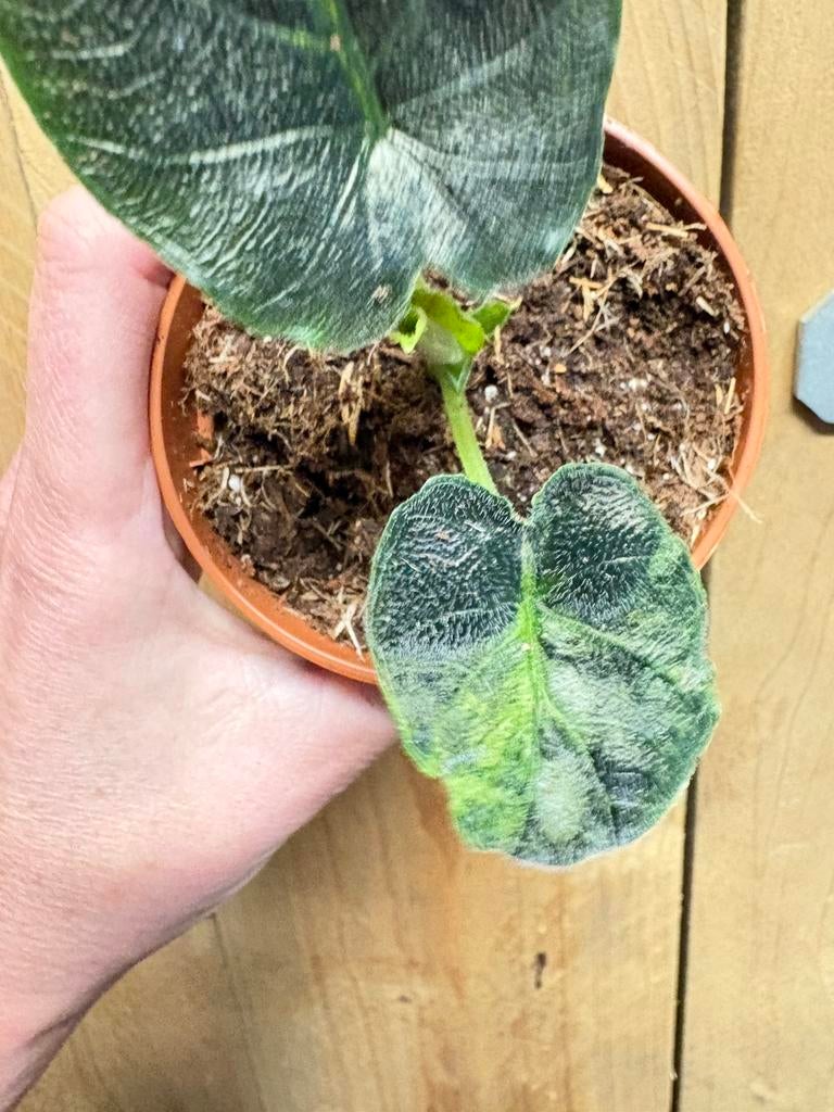 Alocasia antoro velvet plant aurea yellow lime variegata, Huis en Inrichting, Kamerplanten, Ophalen of Verzenden, Halfschaduw