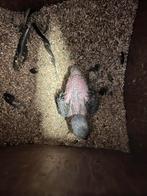 Zwartkop, roestkop caique handtam, nobilis popje 2023, Dieren en Toebehoren, Meerdere dieren, Papegaai, Geringd