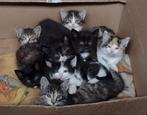 Te koop: prachtige lieve kitten, kittens, Poes