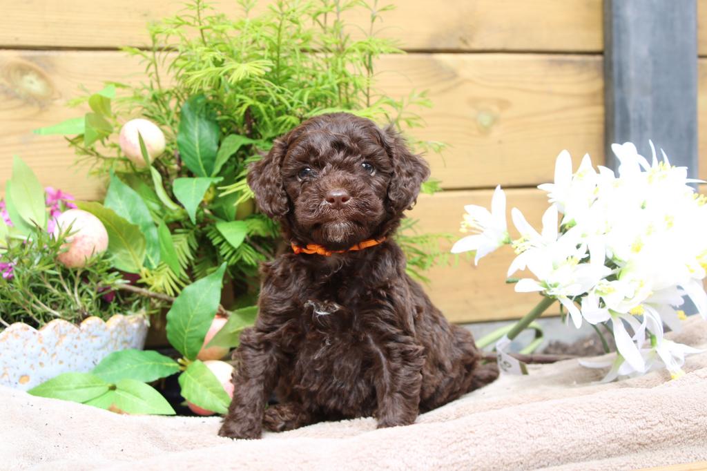 Hele kleine choco en abrikoos maltipoo reutjes 🤎🩵, Dieren en Toebehoren, Poedel, Parvo, Reu, 8 tot 15 weken