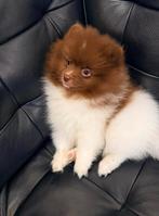 Unieke pomeranian pup met lichte ogen (reutje), Parvo, Keeshond, 8 tot 15 weken, Meerdere dieren