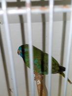 Gevraagd Splendid Pop Wildkleur, Vrouwelijk, Parkiet, Geringd