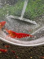 Lilly Tiger garnalen/caridina garnalen, Kreeft, Krab of Garnaal, Zoetwatervis, Schoolvis