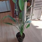 Kamerplant Strelitzia, Tuin en Terras, Planten | Tuinplanten, Ophalen, Overige soorten, Volle zon