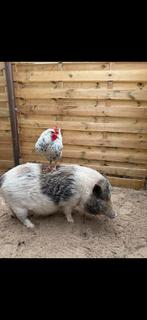 Hulp gezocht bij My Little City Farm in Amstelveen!, Overige uren, Overige niveaus, Overige vormen, Geschikt als bijbaan