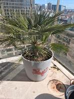 Palmboom 80 cm bij 35 cm (geen kunst), Volle zon, Bloeit niet, Ophalen of Verzenden, 100 tot 250 cm