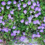 Geranium Rozanne plant, Volle zon, Vaste plant, Zomer, Ophalen