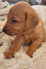 Labrador retriever pups., Dieren en Toebehoren, Honden | Retrievers, Spaniëls en Waterhonden, HCC (leverziekte), 8 tot 15 weken