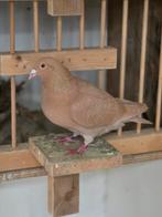 Reccencief gele postduif, Mannelijk, Postduif