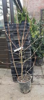 Viburnum opulus (Gelderse roos) en Viburnum lantana 100/120, Ophalen, Overige soorten, Haag, Minder dan 100 cm