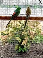 Te koop een mooi koppel wildkleur roodruggen, Dieren en Toebehoren, Vogels | Parkieten en Papegaaien, Meerdere dieren, Parkiet
