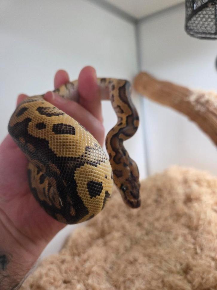 Ball python Ball Python - female for sale from Jays..