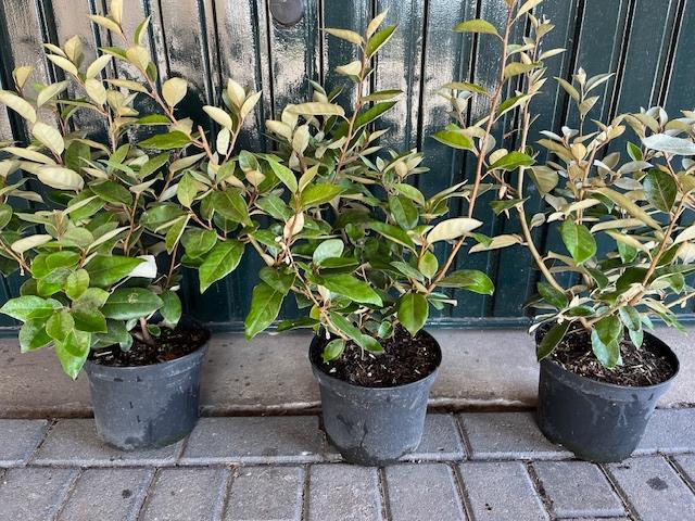 Elaeagnus ebbingei (Olijfwilg), Ophalen, Overige soorten, Struik, Minder dan 100 cm