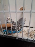 Mooi koppel engelse parkieten, Dieren en Toebehoren, Vogels | Parkieten en Papegaaien, Meerdere dieren, Parkiet