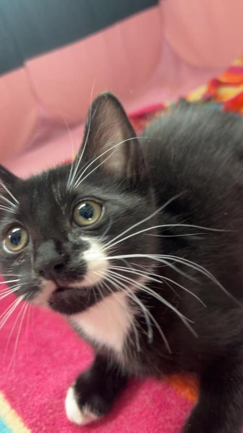 Kittens te koop, Dieren en Toebehoren, Katten en Kittens | Raskatten | Korthaar, Meerdere dieren, 0 tot 2 jaar, Met stamboom, Ontwormd