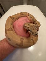 Boa constrictor hypo jungle, Dieren en Toebehoren, Reptielen en Amfibieën, Slang, 0 tot 2 jaar, Tam