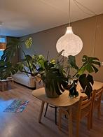 Monstera plant met pot, Huis en Inrichting, Kamerplanten, Ophalen, In pot, Halfschaduw, Minder dan 100 cm