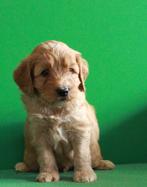 mini australian labradoodle pups te koop, Dieren en Toebehoren, Honden | Retrievers, Spaniëls en Waterhonden, Particulier, Meerdere