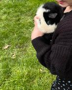 Goed huis gezocht voor Cavia mannetje, Dieren en Toebehoren, Cavia, Mannelijk, Januari, Tam