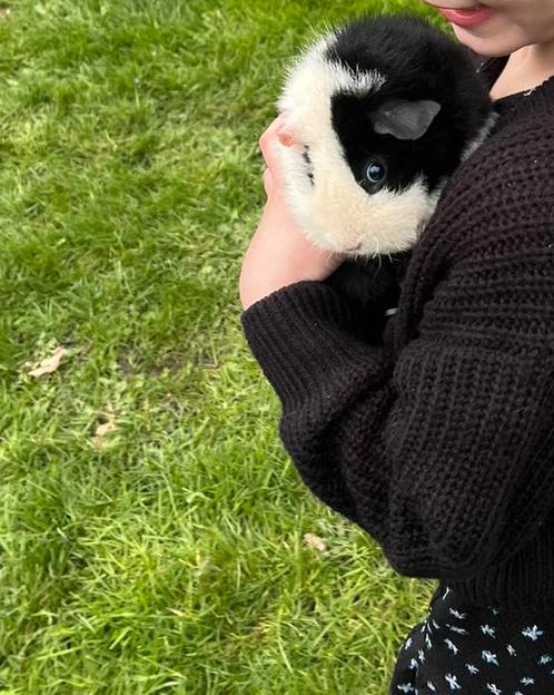 Goed huis gezocht voor Cavia mannetje, Dieren en Toebehoren, Knaagdieren, Mannelijk, Cavia, Januari, Tam