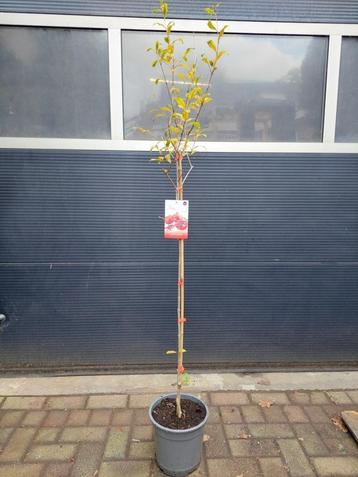 Punica Granatum - Granaatappelboom H: 172 cm. beschikbaar voor biedingen